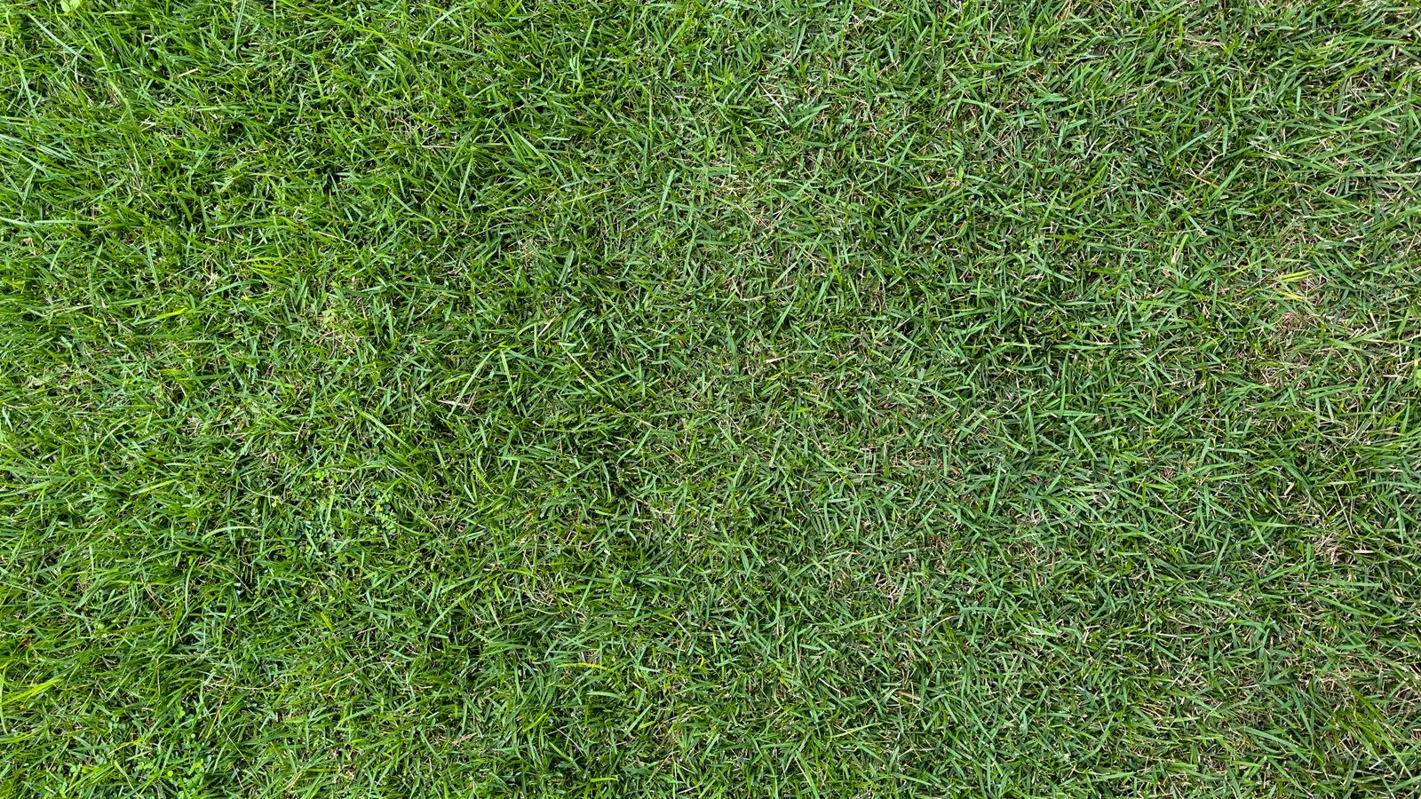 Dethatching vs. Raking: Which Does Your Lawn Need?